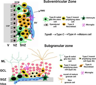 An NRF2 Perspective on Stem Cells and Ageing